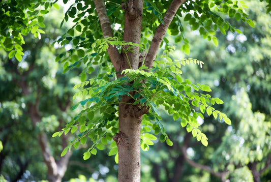 Moringa Olifeira Wunderbaum