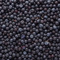 Wild Blueberries - freeze-dried whole fruit