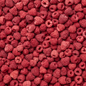 Framboises – fruits entiers lyophilisés
